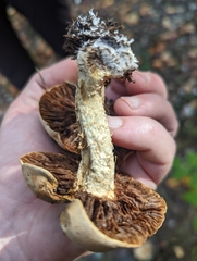 Pholiota terrestris