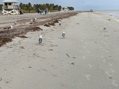 Larus fuscus graellsii