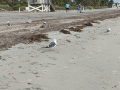 Larus fuscus graellsii
