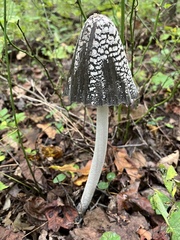 Coprinopsis picacea
