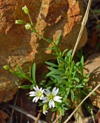 Cerastium arvense