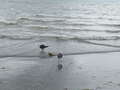Larus fuscus graellsii