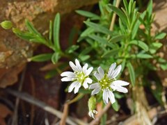 Cerastium arvense
