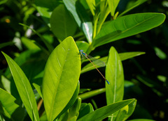 Nehalennia pallidula