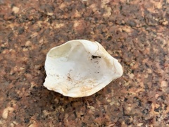 Zirfaea crispata