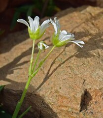 Cerastium arvense