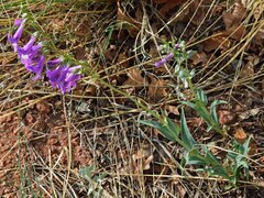 Penstemon secundiflorus