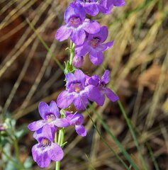 Penstemon secundiflorus