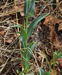 Penstemon secundiflorus