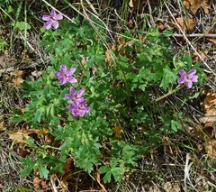 Geranium viscosissimum