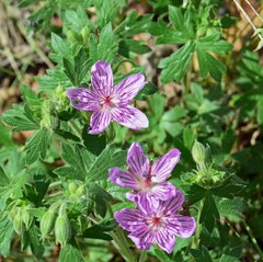 Geranium viscosissimum