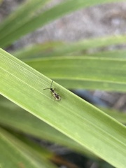 Diapriinae