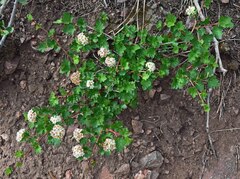 Physocarpus monogynus
