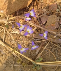 Lobelia erinus
