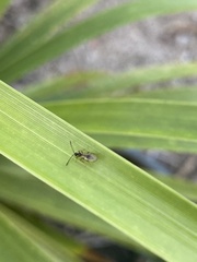 Diapriinae