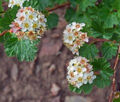 Physocarpus monogynus