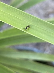 Diapriinae