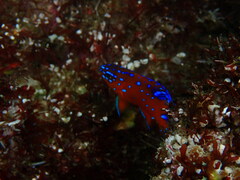 Hypsypops rubicundus