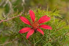 Mutisia subulata subulata