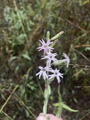 Silene scouleri