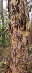 Corymbia eximia