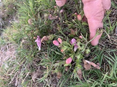 Agalinis heterophylla