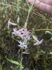 Silene scouleri