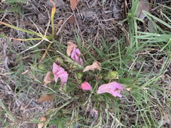Agalinis heterophylla