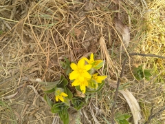 Hypoxis hemerocallidea