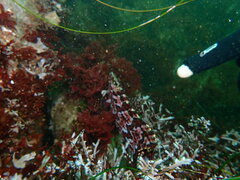 Heterostichus rostratus