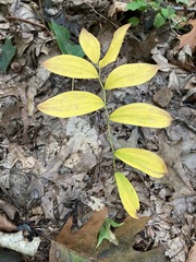 Uvularia sessilifolia