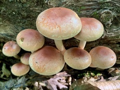 Hypholoma lateritium