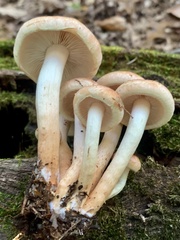 Hypholoma lateritium