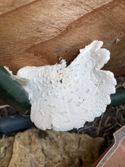 Leucocoprinus cretaceus