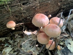 Hypholoma lateritium