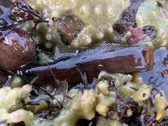 Ulvaria subbifurcata