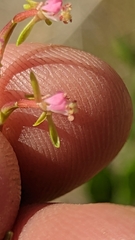 Oenothera suffrutescens