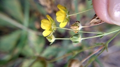 Potentilla gracilis