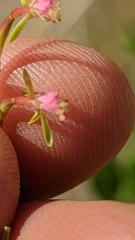 Oenothera suffrutescens