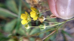 Potentilla gracilis