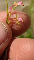 Oenothera suffrutescens
