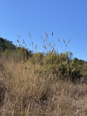 Phalaris aquatica