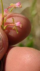 Oenothera suffrutescens