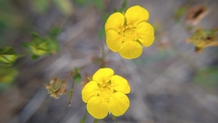 Potentilla gracilis