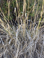 Phalaris aquatica