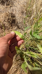Oenothera suffrutescens