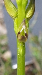 Prasophyllum