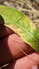 Oenothera suffrutescens