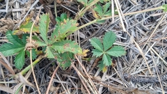 Potentilla gracilis