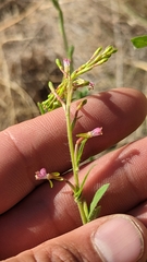 Oenothera suffrutescens
